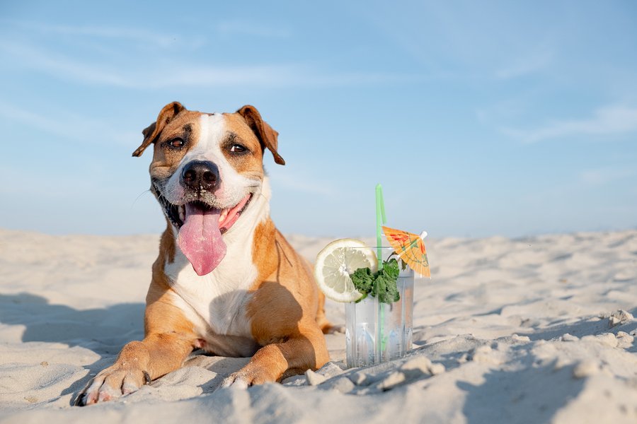 Palm Beach County Dog Friendly Beaches