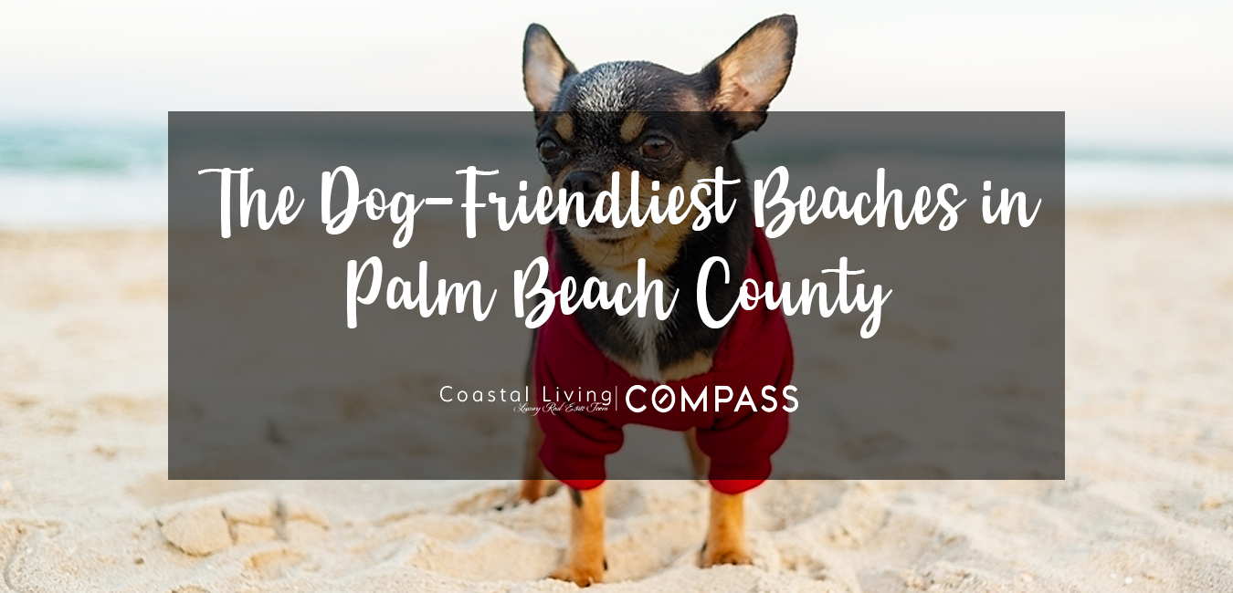 Palm Beach County Dog Friendly Beaches