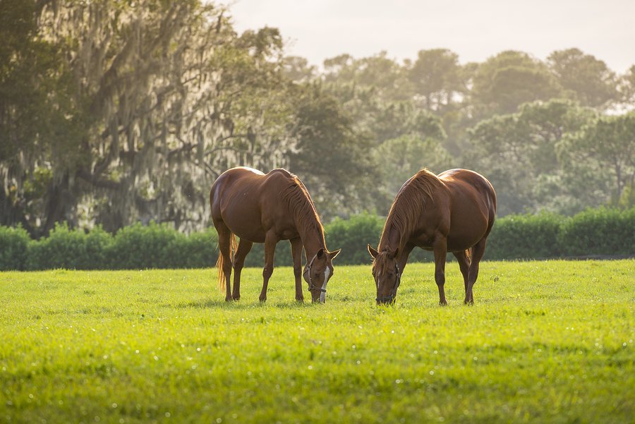 Palm Beach County Equestrian Neighborhoods