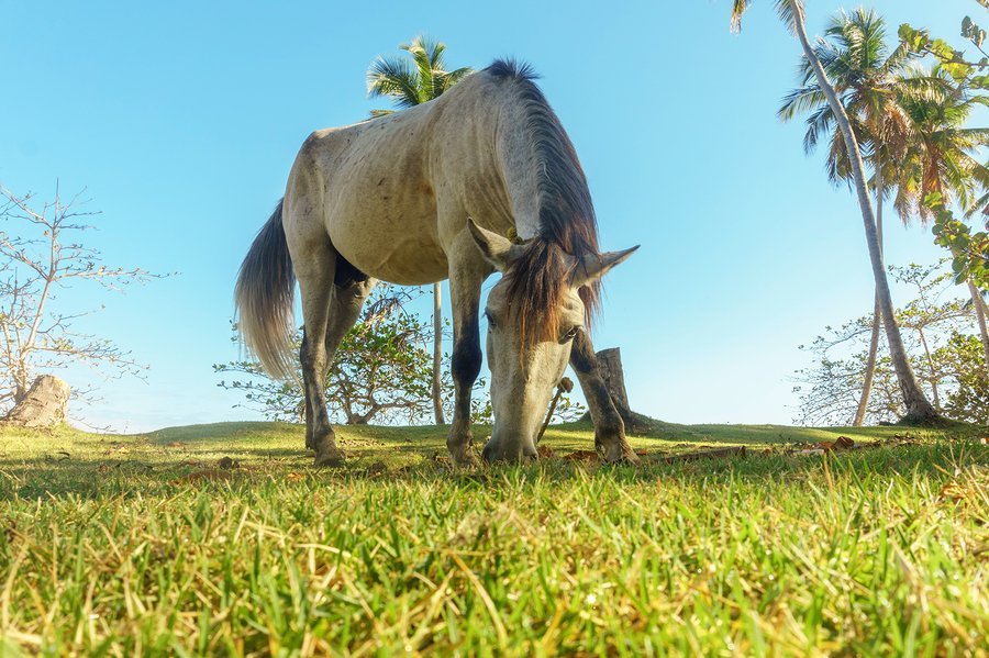 Palm Beach County Equestrian Homes For Sale